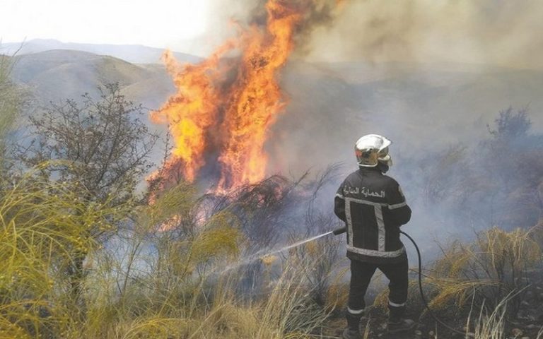 Alger (Algérie) : plus de 30 hectares ravagés par les incendies en 2019