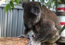 Australie : l’hôpital des koalas à la rescousse de l’espèce décimée par les incendies