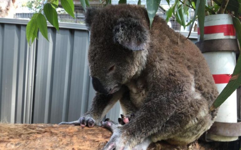 Australie : l’hôpital des koalas à la rescousse de l’espèce décimée par les incendies