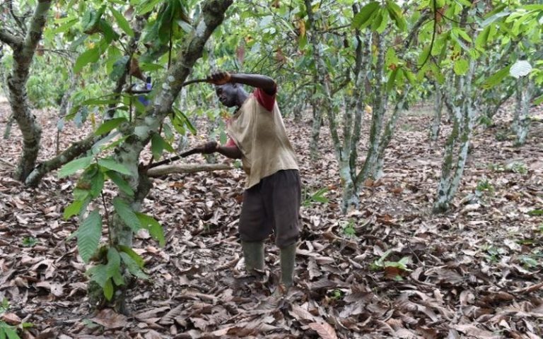 Mighty Earth accuse les cacaoculteurs d’accentuer la déforestation en Côte d’Ivoire et au Ghana