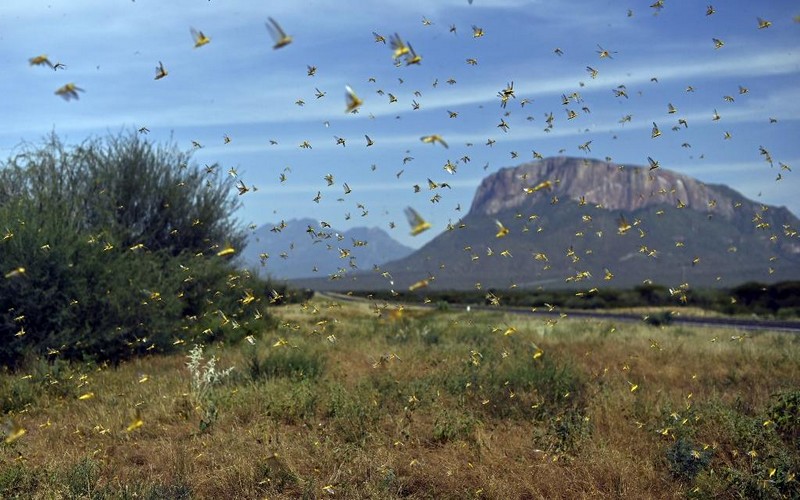 Invasion de criquets pèlerins en Afrique de l’Est : l’ONU appelle à une aide internationale