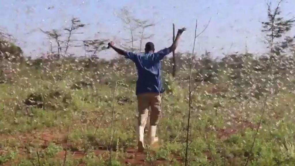 L’ONU appelle à des mesures rapides contre les criquets pèlerins dans la Corne de l’Afrique