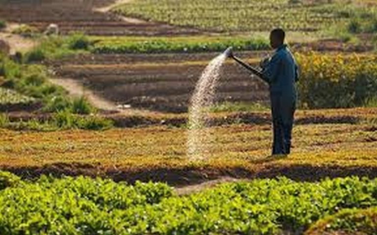 Le Soudan du Sud mise sur la mobilisation des recettes pétrolières pour relancer son agriculture