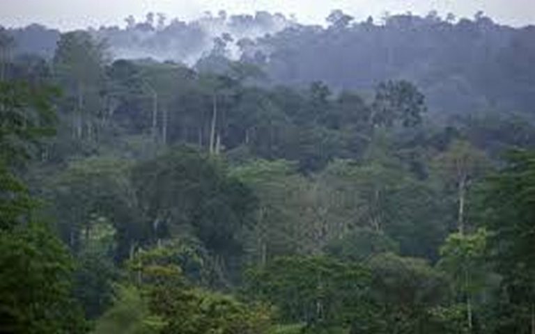 Le bassin du Congo parmi les poumons verts en proie aux incendies en 2019