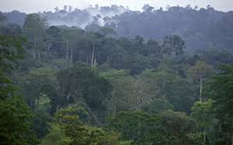 Le bassin du Congo parmi les poumons verts en proie aux incendies en 2019