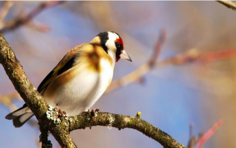 Oiseaux : cette étude prouve que les efforts de conservation payent