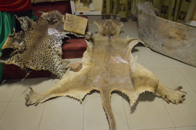 Crimes fauniques : les lions d’Afrique de l’ouest en danger critique d’extinction