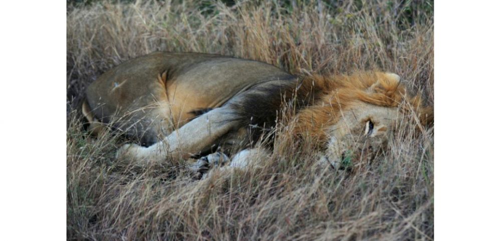 Crimes fauniques : les lions d’Afrique de l’ouest en danger critique d’extinction