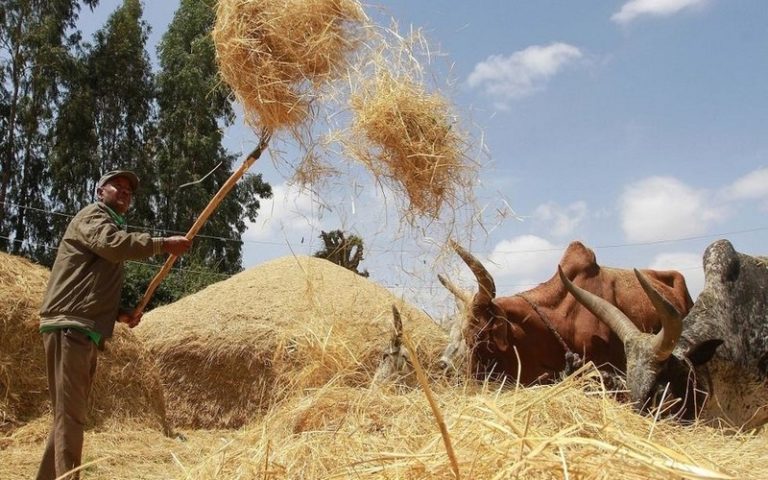 Farine de teff : main-basse sur une tradition africaine