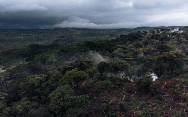 Jean-Marie Kasula écope de 15 ans de prison pour déforestation en RDC