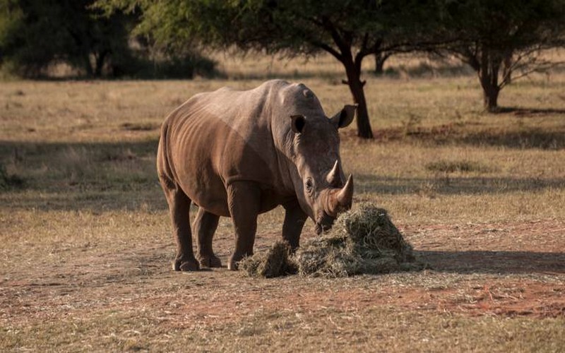 Le braconnage des rhinocéros connait une baisse en 2019 en Afrique du Sud