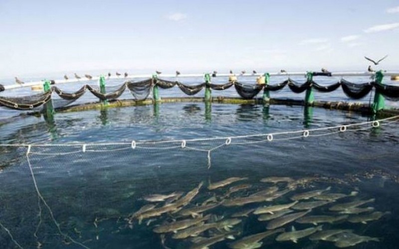 L’Algérie envisage la fabrication locale du matériel de pêche et d’aquaculture