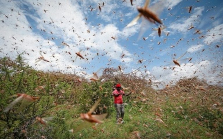 L’Ouganda envahit par des essaims de criquets pèlerins destructeurs