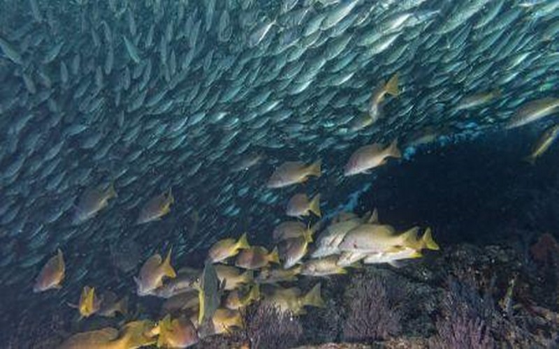 L’UE et les Seychelles signent un nouvel accord de partenariat pour une pêche durable
