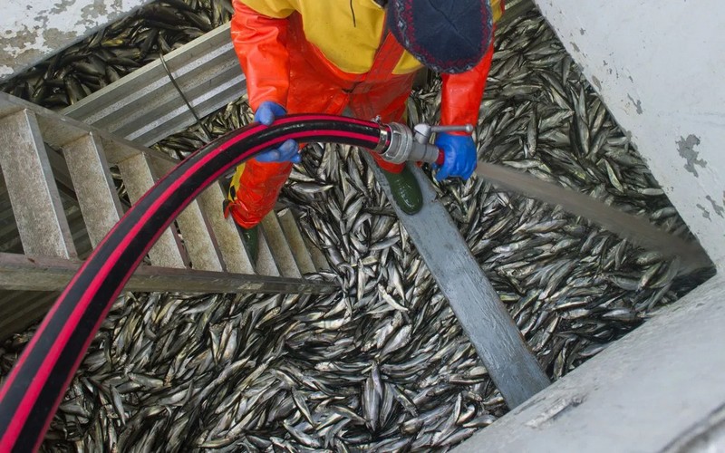 Pêche illégale : entre 7,7 et 14 millions de tonnes de poisson pêchés chaque année, selon une étude
