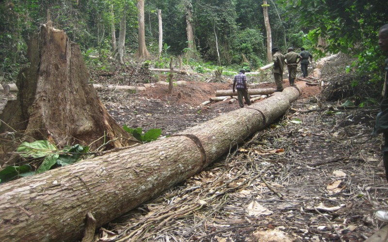 Une pétition initiée pour endiguer la déforestation en Afrique centrale
