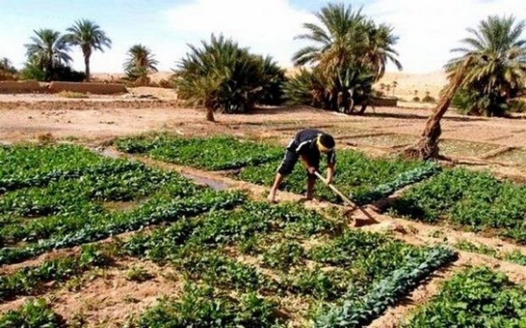 Algérie : les experts planchent sur la préservation et l’amélioration de la biodiversité en milieu oasien