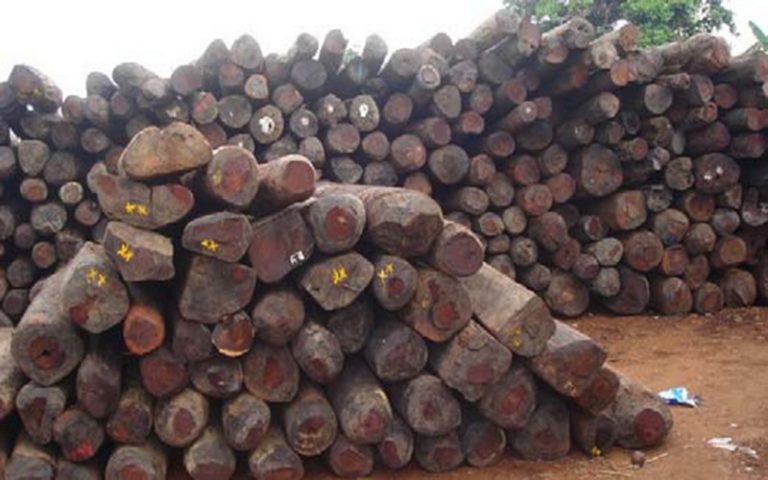 Coupe abusive de bois : le Sénégal pourrait durcir les sanctions contre les trafiquants