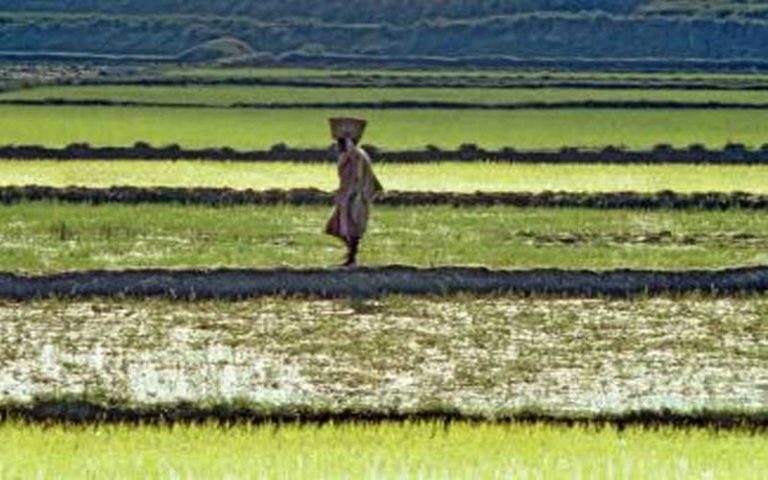 GIZ : un appui financier aux porteurs d’idées agricoles innovantes en Afrique