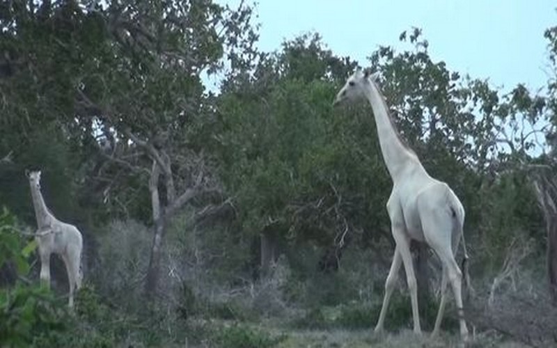 Kenya – crime faunique : des braconniers tuent l’unique girafe blanche femelle au monde