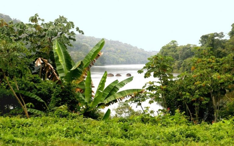 La capacité des forêts tropicales à capturer le CO2 baisse, selon une étude