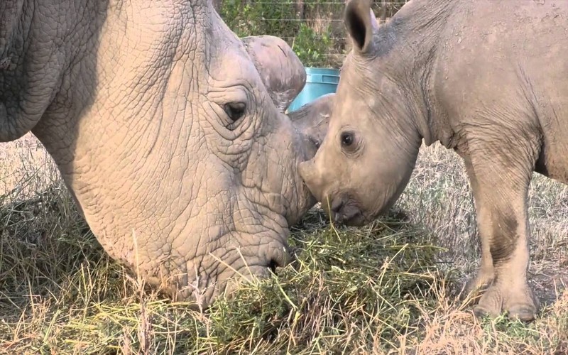 Les derniers rhinocéros blancs du Nord activement recherchés au Kenya