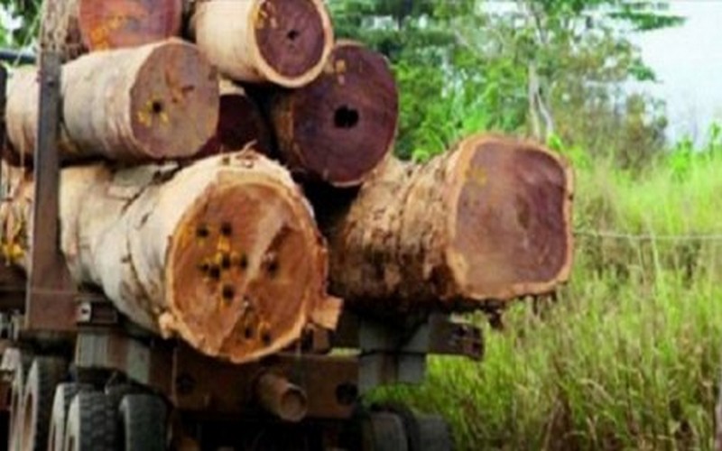 Les forêts Sénégalaises à la merci des pilleurs gambiens