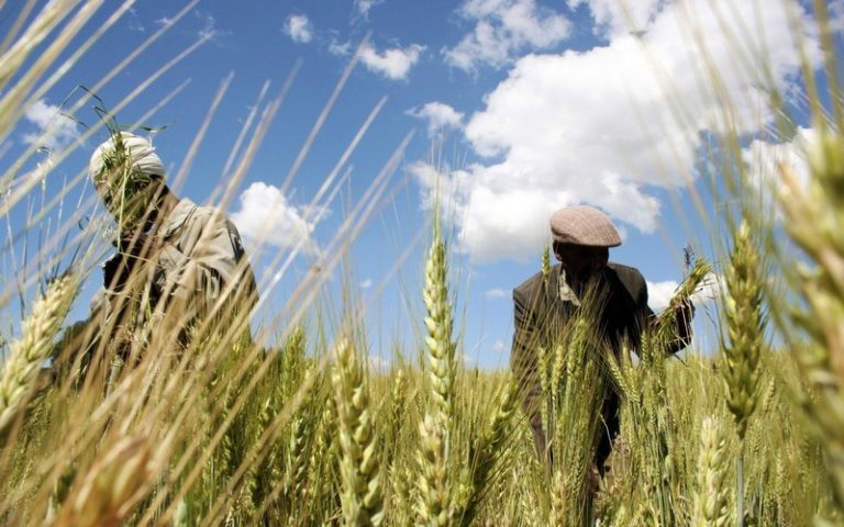 Agriculture: bonne saison au Maroc et au Ghana, … les champs de blé en Tunisie à l’épreuve des maladie de la rouille