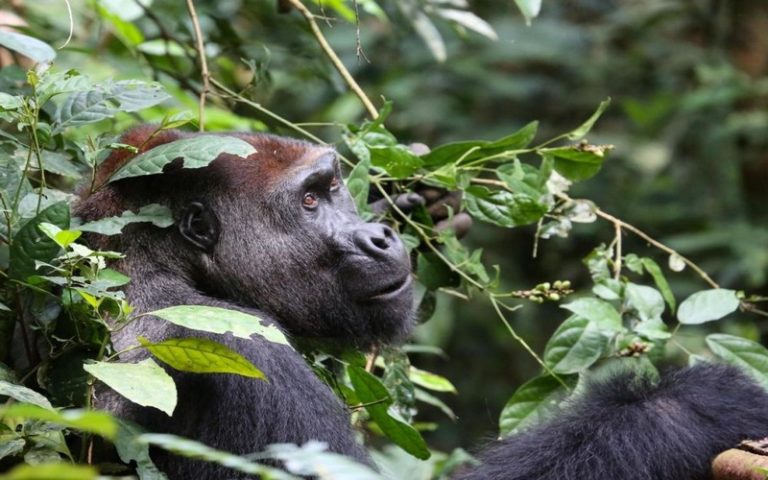 Peggy Motsch, ancienne biologiste de l&rsquo;ICES, à la rescousse des singes d&rsquo;Afrique