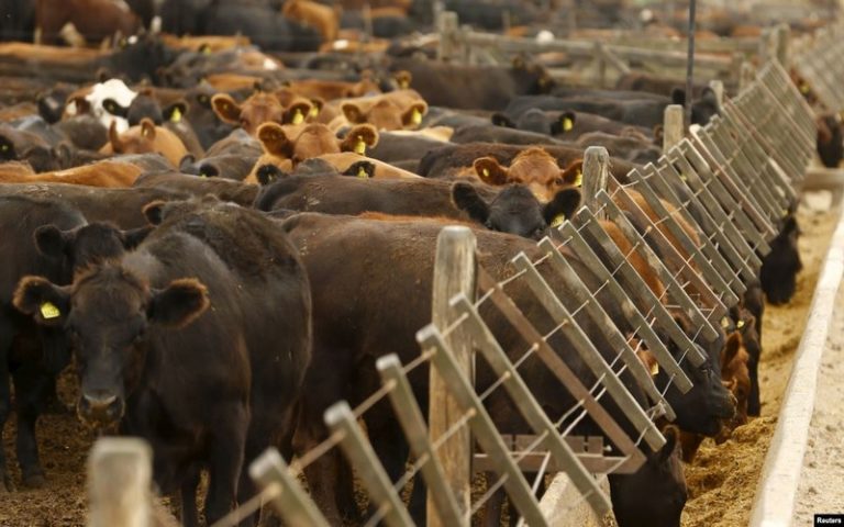Protection du climat : l’université Goldsmiths de Londres appelle à bannir le bœuf