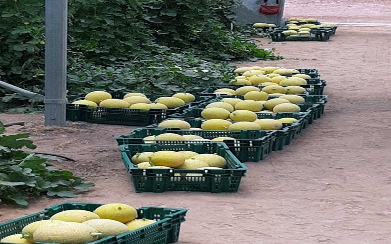 Selon Aliou Sow, le DAC de SEFA (Sénégal) a une capacité de production de 1000 tonnes par an