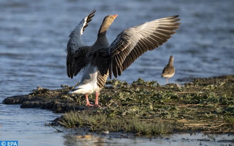 Selon les chercheurs, les indicateurs proposés au « cadre mondial pour la biodiversité après 2020 » négligent la diversité