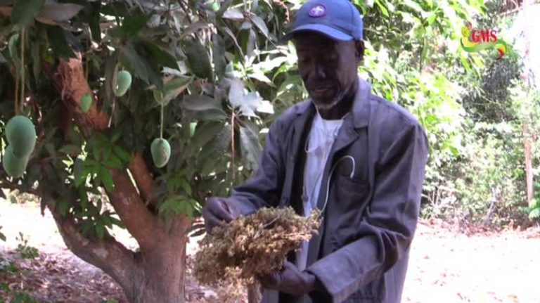 Sénégal: la filière mangue menacée par la fusariose et la mouche (planteur)