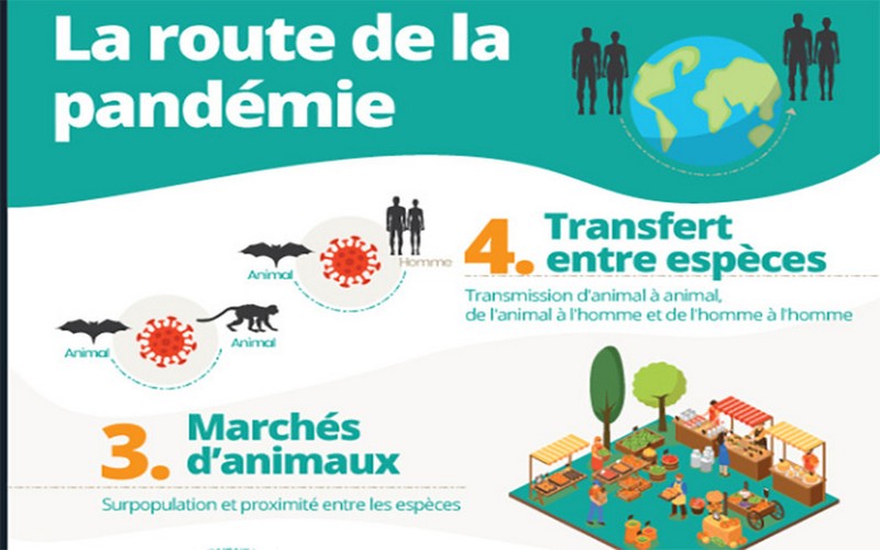 « La pandémie est en partie le résultat de notre impact sur la nature », selon WWF