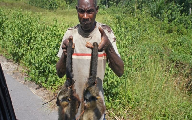 Afrique : préserver la biodiversité pour contrer les maladies telles que le covid-19