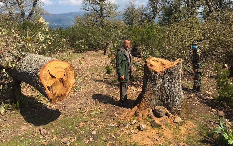 Charbon : 200 chênes zéens abattus en Tunisie par des trafiquants