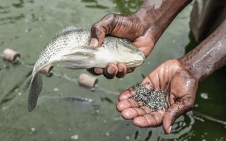 Coronavirus : les revenus des pêcheurs locaux kenyans augmentent