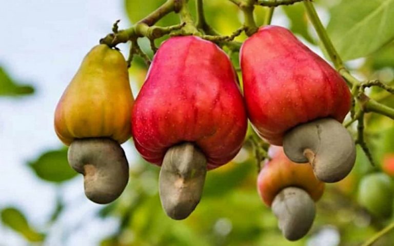 La Côte d’Ivoire à la conquête du marché américain de la noix de cajou