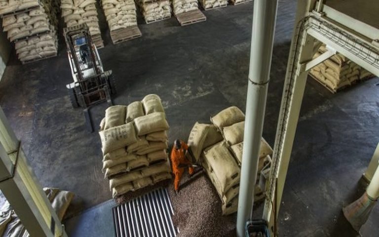 Côte d’Ivoire : le kilogramme de cacao subventionné à hauteur de 35 FCFA