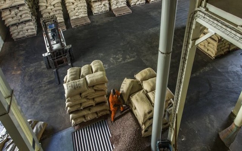 Côte d’Ivoire : le kilogramme de cacao subventionné à hauteur de 35 FCFA