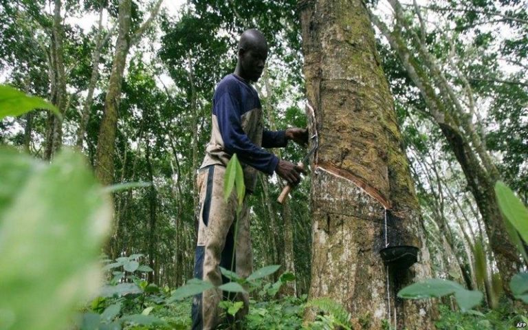 Greenpeace et les populations Camerounaises rejettent le projet de concession de 150 000 hectares de forêt