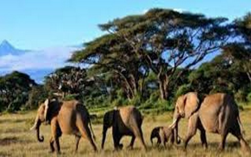 La faune sauvage du Kenya menacée par pandémie du coronavirus