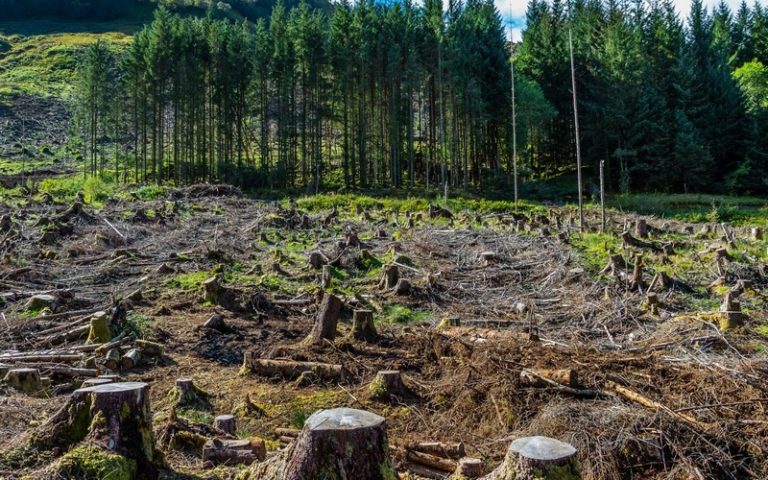Déforestation : les inspecteurs territoriaux de l’agriculture formés et équipés pour le suivi des EMD