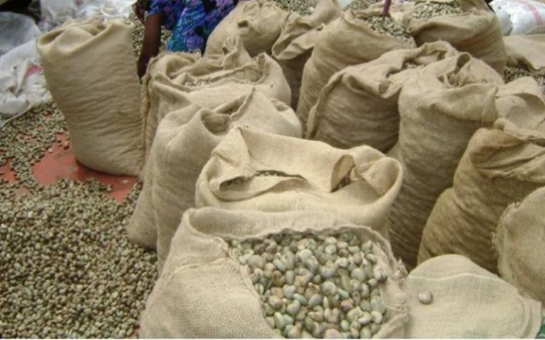 Le gouvernement ivoirien envisage racheter 200 000 tonnes de noix de cajou aux producteurs