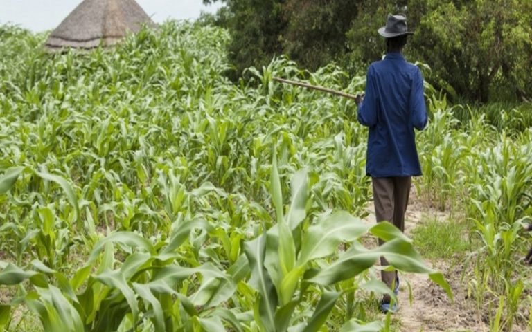 Les agriculteurs africains inquiétés par la perte des marchés d’exportation