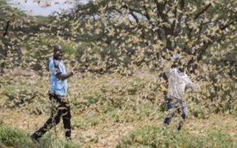 Le Kenya pourrait être victime du retour massif des criquets pèlerins