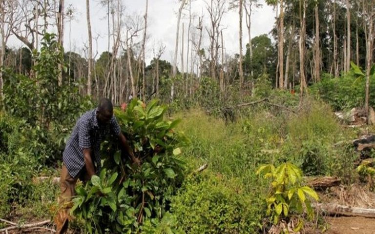L’envol de la culture cacaoyère au Cameroun minée par la déforestation