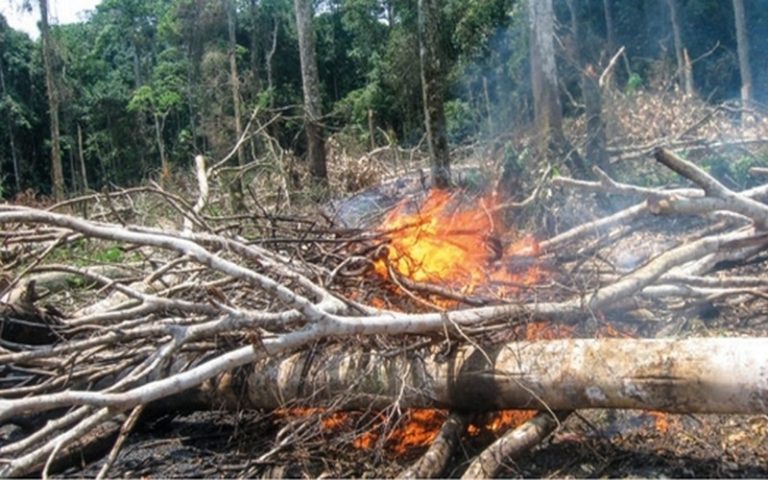 RDC : la réserve de biosphère de Yangambi entre déforestation et variabilité spatiale et temporelle