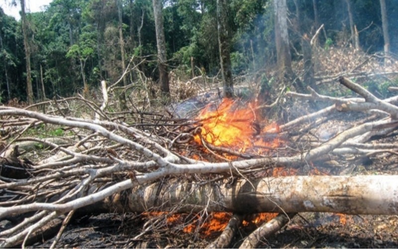 RDC : la réserve de biosphère de Yangambi entre déforestation et variabilité spatiale et temporelle