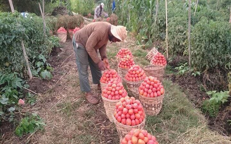 Rahmane Bidima expérimente et réussit la culture de fraises au Cameroun
